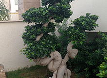 Ficus Bonsaï 2